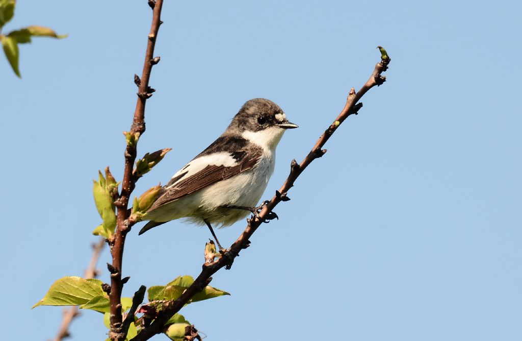 il Birdwatching al tempo del Covid 19